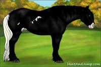 Horse Color:Watercolor Chocolate Palomino Sabino Splash Appaloosa