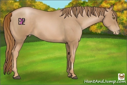 Horse Color:Chestnut Pearl 