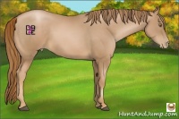Horse Color:Chestnut Pearl