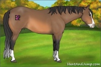 Horse Color:Buckskin Splash 
