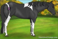 Horse Color:Smoky Black Tobiano 