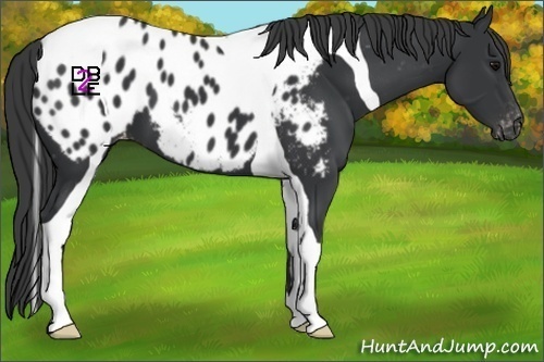 Horse Color:Black Tobiano Appaloosa 