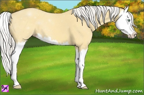 Horse Color:Silver Amber Cream Champagne Dun Splash
