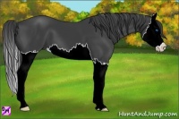 Horse Color:Smoky Black Sabino Splash