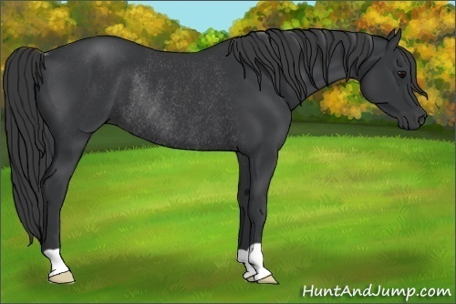 Horse Color:Black Rabicano