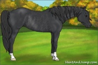 Horse Color:Black Rabicano