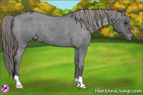 Horse Color:Smoky Blue Roan Varnish 