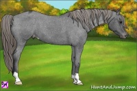 Horse Color:Smoky Blue Roan Appaloosa