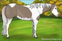 Horse Color:Silver Grullo Splash Tobiano