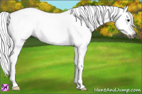 Horse Color:Gray Black Splash Rabicano