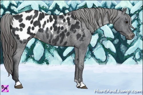Horse Color:Black Appaloosa Rabicano