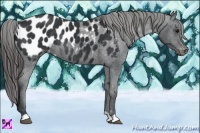 Horse Color:Black Appaloosa Rabicano