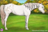 Horse Color:Smoky Black Pearl Sabino Appaloosa Rabicano