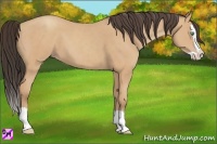 Horse Color:Amber Champagne Splash 