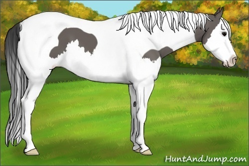 Horse Color:Grullo Splash Tobiano