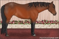 Horse Color:Brown 