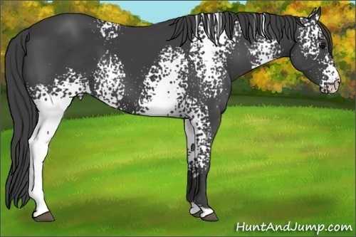 Horse Color:White Spotted Smoky Black
