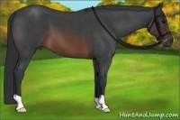 Horse Color:Brown Roan