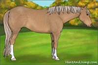 Horse Color:Palomino