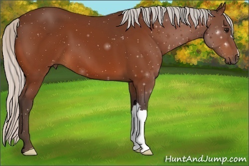 Horse Color:Silver Bay 