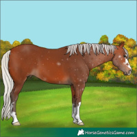 Horse Color:Silver Bay 