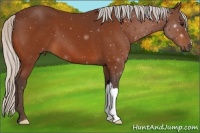 Horse Color:Silver Bay 