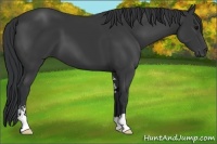 Horse Color:Black Sabino