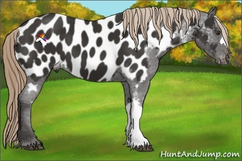 Horse Color:Liver Chestnut Appaloosa 