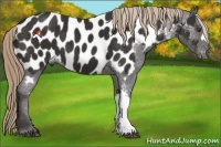 Horse Color:Liver Chestnut Near Leopard
