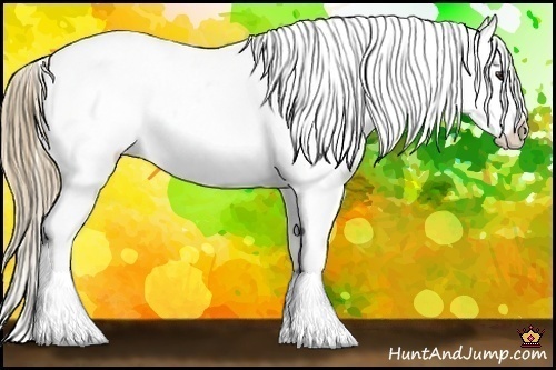 Horse Color:Liver Chestnut Frame Appaloosa
