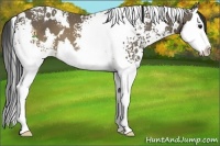 Horse Color:White Spotted Buckskin Splash 