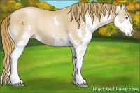 Horse Color:Chestnut Pearl Splash