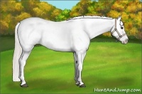 Horse Color:White Spotted Silver Black Splash Appaloosa