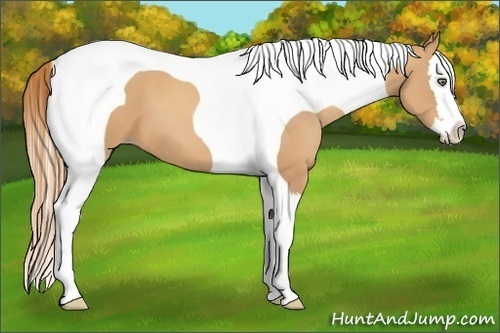 Horse Color:Gold Champagne Splash Tobiano 