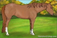 Horse Color:Chestnut 