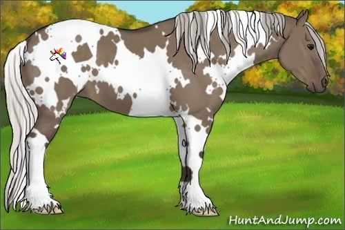 Horse Color:White Spotted Silver Grullo
