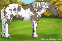 Horse Color:White Spotted Silver Grullo