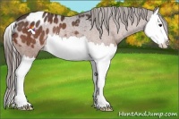 Horse Color:Bay Splash Appaloosa Rabicano 