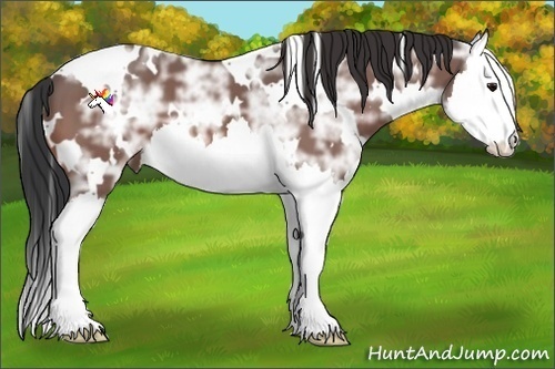 Horse Color:White Spotted Bay Ice Splash 