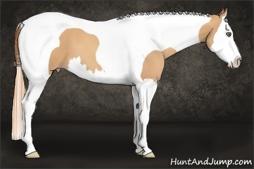 Horse Color:Gold Champagne Splash Tobiano 