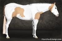 Horse Color:Gold Champagne Splash Tobiano