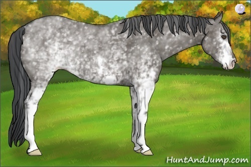 Horse Color:White Spotted Grullo 