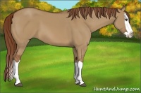 Horse Color:Red Dun Splash 