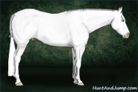 Horse Color:Gray Silver Amber Cream Champagne Pearl Dun Sabino Splash Tobiano Frame Appaloosa Rabicano