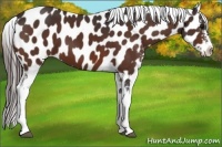 Horse Color:Bay Near Leopard 
