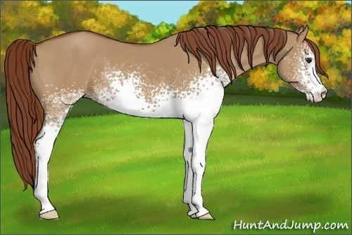 Horse Color:White Spotted Red Dun 
