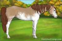 Horse Color:White Spotted Red Dun 
