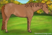 Horse Color:Chestnut Frame 
