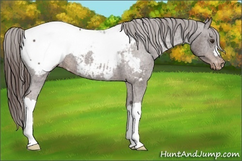Horse Color:Liver Chestnut Appaloosa 
