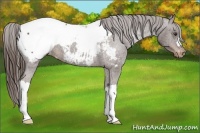 Horse Color:Liver Chestnut Appaloosa